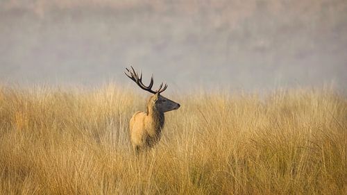 Edelhert in de bronstijd