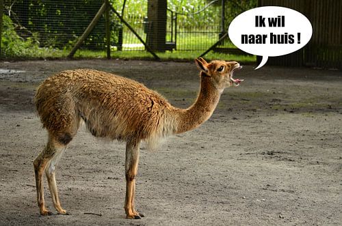 Vicuña wil naar huis!