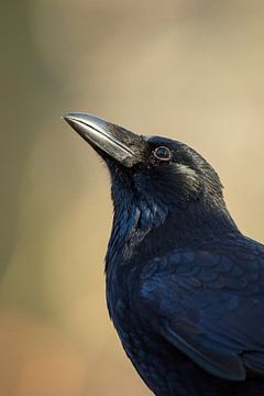 Carrion Crow ( Corvus corone ), head shot van wunderbare Erde