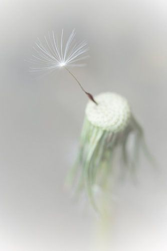 Een eenzaam pluisje.