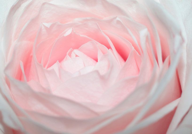 pink panter van William Haddock