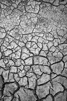 Cracked Earth in Black and White