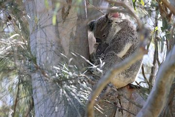 A wild Koala and its baby sitting in a tree  Queensland Australia by Frank Fichtmüller