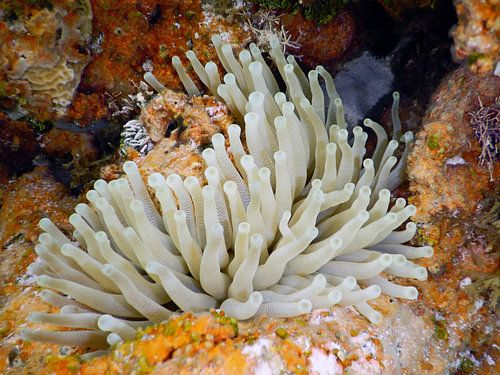 Bonaire, Anemoon, Sorobon, Oranje met wit,