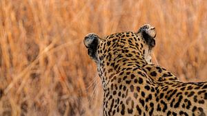 Leopard von Rob Wareman Fotografie