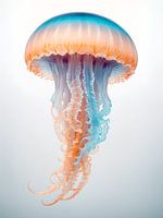 Jelly Fish