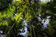 Tropischer Regenwald mit grüner Hängevegetation und Pflanzen von Michiel Dros Miniaturansicht