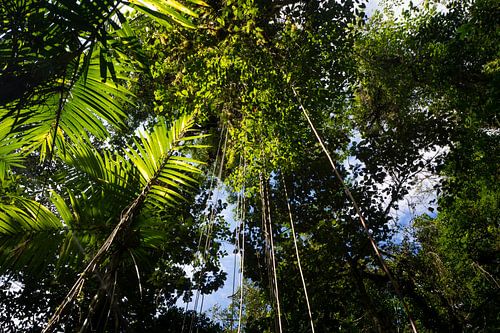 Tropical rainforest with green hanging vegetation and plants