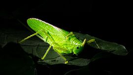 Grasshopper on a Night Safari in Monteverde by Rick Massar