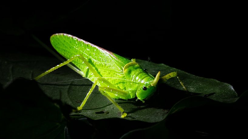 Grashüpfer auf einer Nachtsafari in Monteverde von Rick Massar