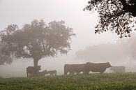 Koeien in de mist van Joke Beers-Blom thumbnail