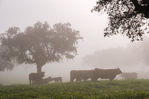 Koeien in de mist