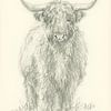 Stehendes Hochlandrind Bleistiftzeichnung von Karen Kaspar