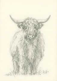 Stehendes Hochlandrind Bleistiftzeichnung von Karen Kaspar