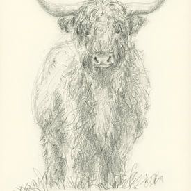 Standing highland cattle pencil drawing by Karen Kaspar