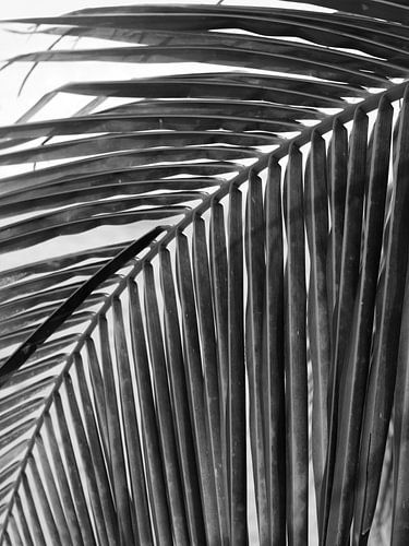 Texturen von den Malediven