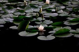 Pittoresque étang aux nénuphars