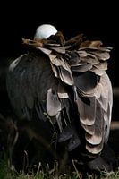 Aigle