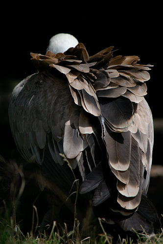 Eagle