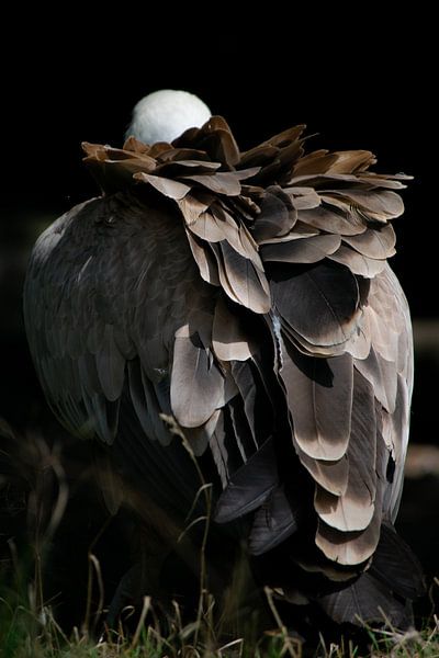 Adler von Claudia Bouman