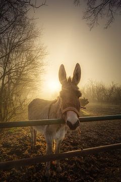Un âne curieux pose pour un portrait par un beau matin d'hiver brumeux dans la Drenthe sur Bas Meelker
