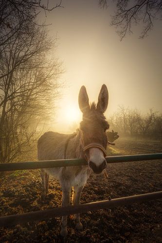 Een nieuwsgierige ezel poseert voor een portret op een mooie mistige  winter ochtend in Drenthe