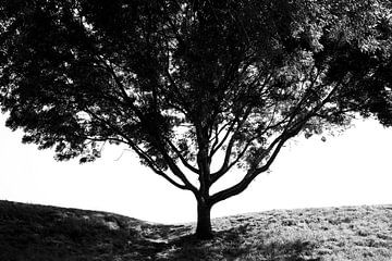 Tree Shape by Ton van Buuren