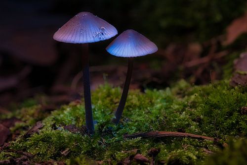 Delicate paddenstoelen filigraan op de bosgrond