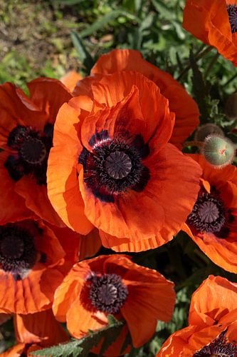 Rode klaprozen en groene bladeren 2