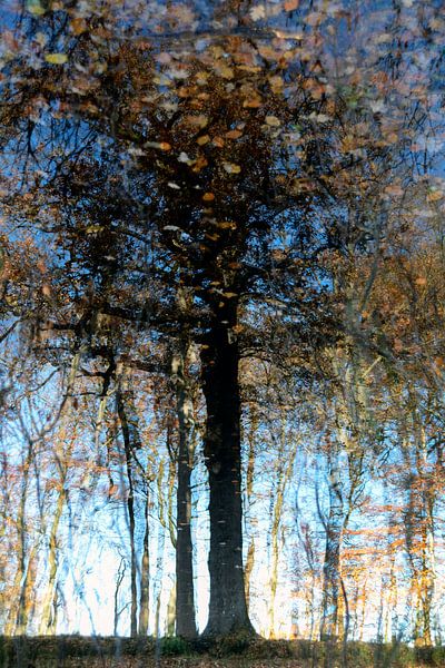 Forêt de conte de fées par willem verhaar