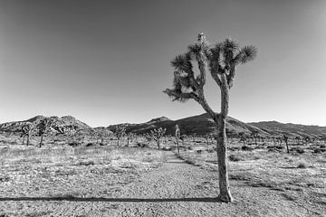 Enkelvoudige Joshua Tree | Monochroom