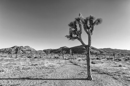 Enkelvoudige Joshua Tree | Monochroom