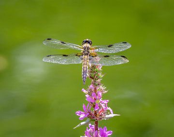 Four-spotted dragonfly on a flower by ManfredFotos