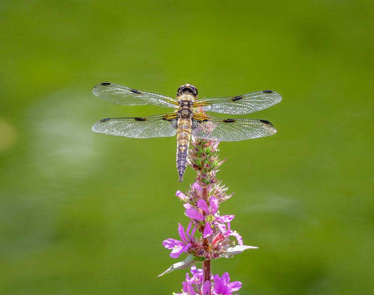 Four-spotted dragonfly on a flower by ManfredFotos