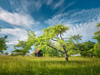 Early summer on the meadow orchard