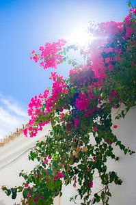 Bougainvilliers en loule au Portugal