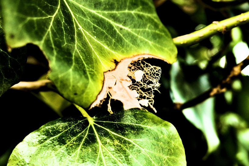 La vie et la mort par Michiel piet