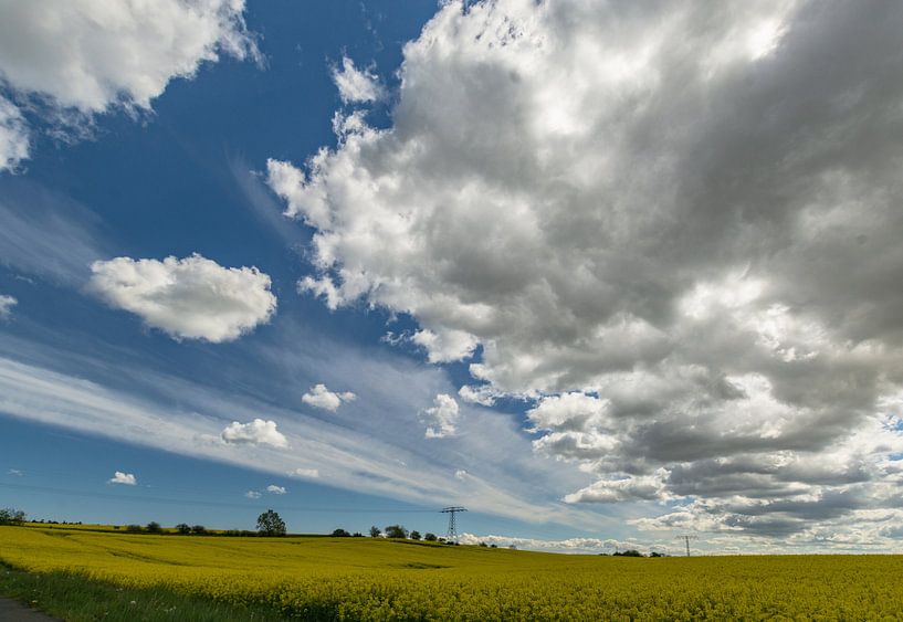 Rapsfeld bei Sehlen auf der Insel Rügen von GH Foto & Artdesign