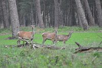 Herten in het wild