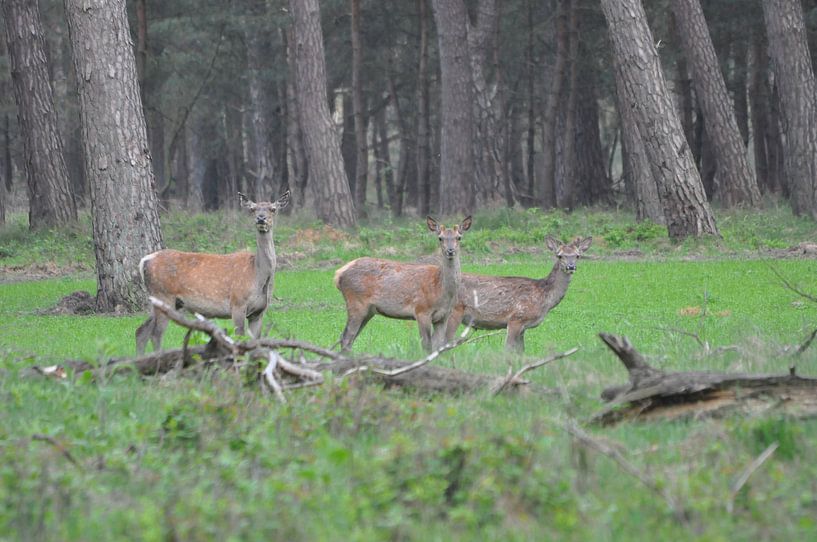Herten in het wild by Pyter de Roos