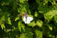Mooi wit vlindertje op bloeiende bloem