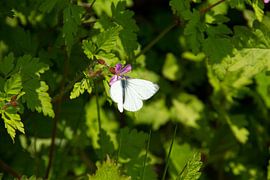 Mooi wit vlindertje op bloeiende bloem by Abra van Vossen