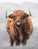Schotse Hooglander