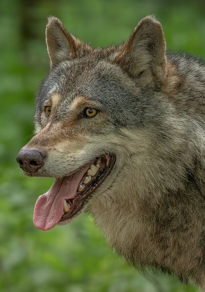 Einzigartiges Nahaufnahmeporträt eines schönen Europäischen Grauwolfs (canis lupus) von Wildlife Designs