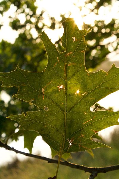 blad par Chris van der Scheer