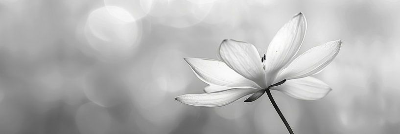 Blume in Schwarz-Weiß von Poster Art Shop