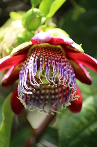 Passie bloem