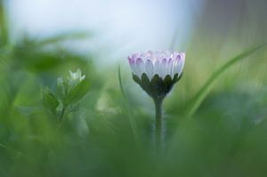 Sweetheart (daisy sticking out just above the grass)