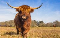 Eine schottische Highlander-Kuh steht im Naturschutzgebiet Hondstongen in Drenthe von Marc Venema Miniaturansicht
