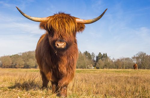 A Scottish highlander cow stands in nature reserve the Hondstongen in Drenthe
